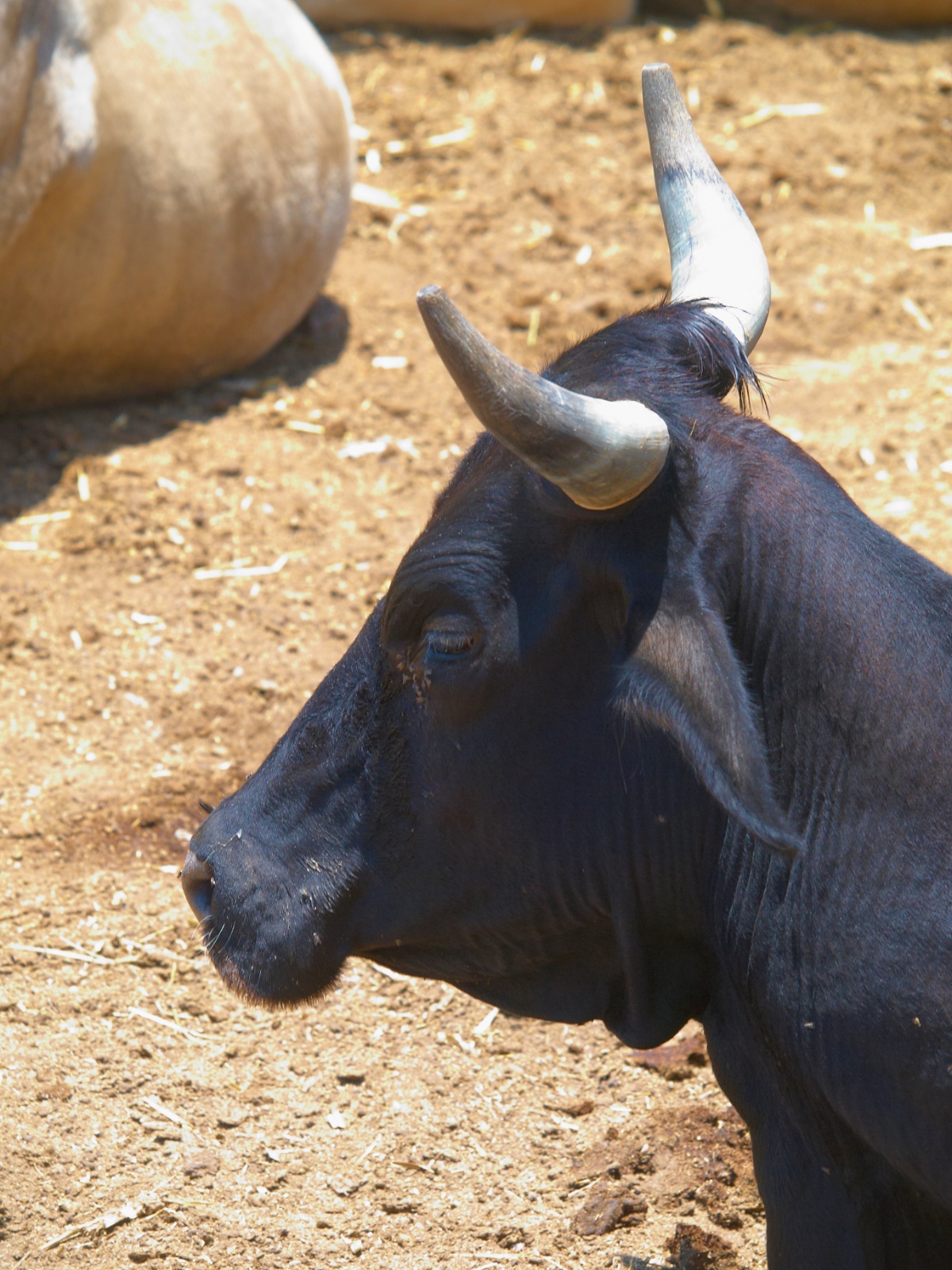 Mexico 2012 20120526 0008 01