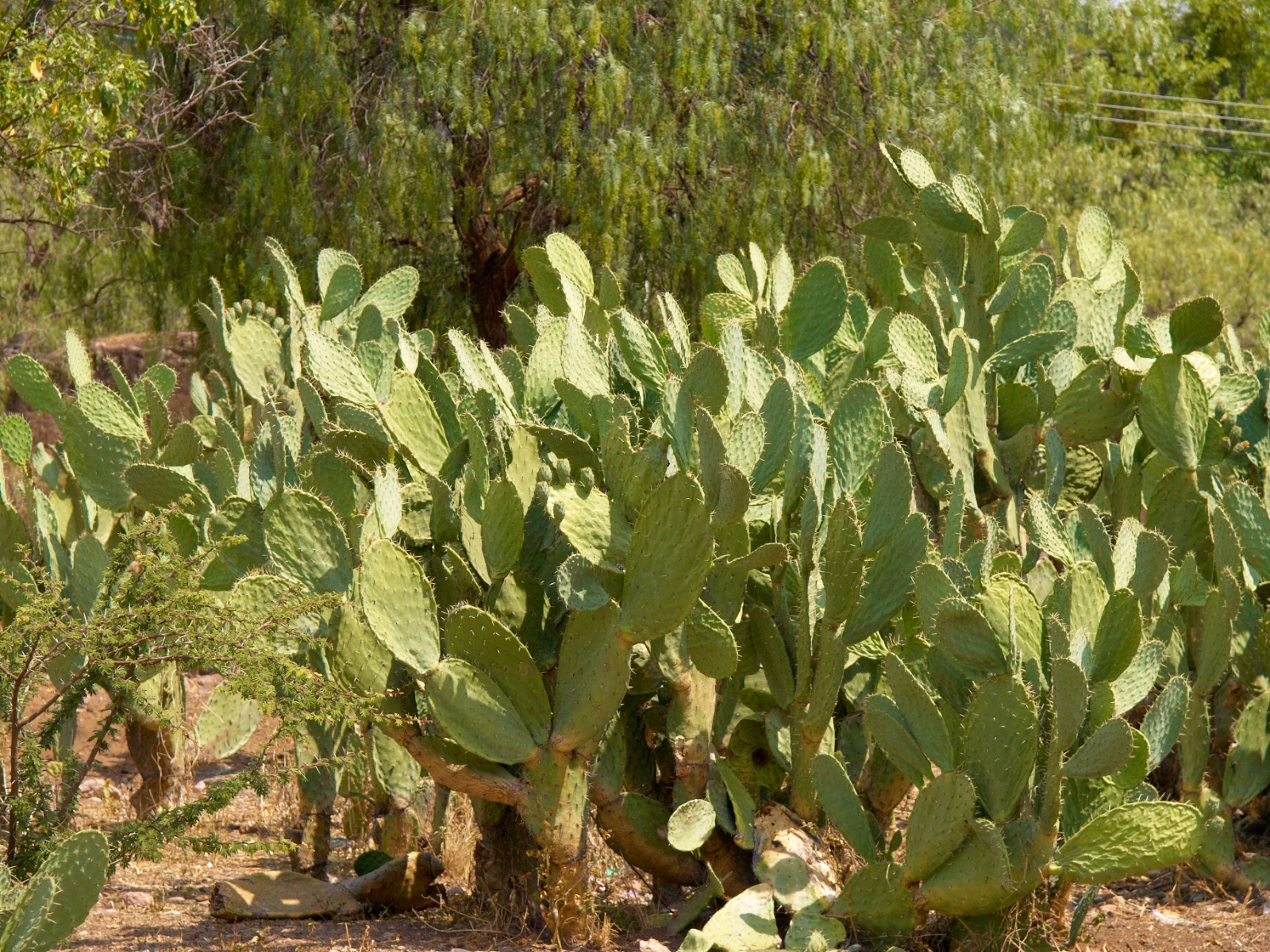 Mexico 2012 20120526 0014