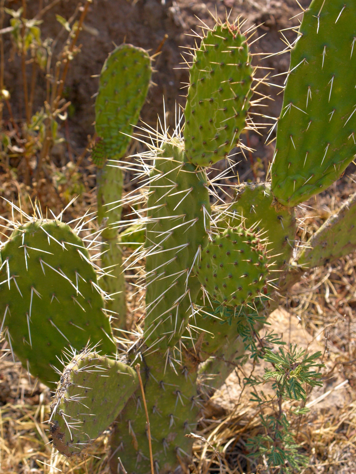 Mexico 2012 20120526 0024